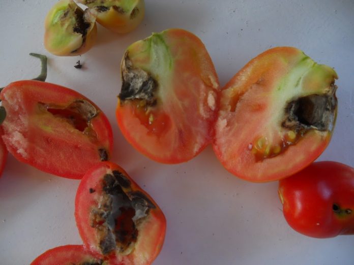 coltivazione-pomodori