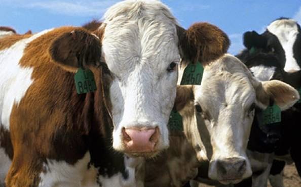 blue-2Btongue-2Bbovini