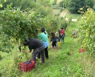 operai agricoli big