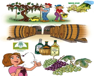 Molise vino big