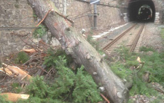 albero su binari big 1