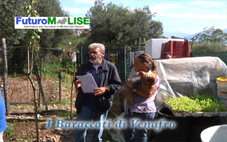 baraccati big 1