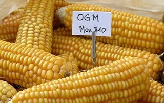 ogm 810