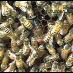 Molise Apicoltura &ndash; Facciolla: in arrivo nuovi bandi a sostegno degli apicoltori nel prossimo Piano di Sviluppo Rurale
