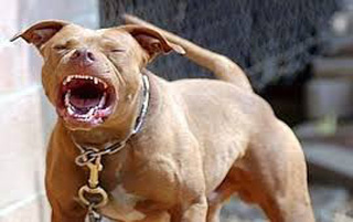 pit bull big 1