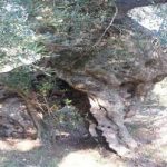 albero elefante venafro320x201