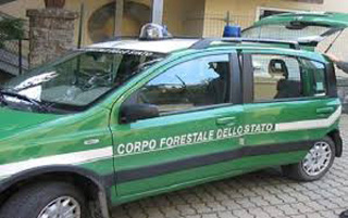forestale big1