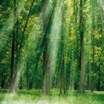 foreste320x201