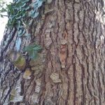 processionaria
