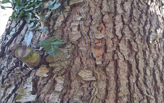 processionaria big1