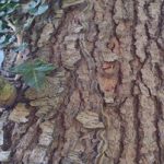 processionaria big1