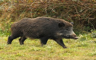 cinghiale