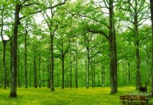 Famiglia del bosco, attesa per il ritorno dei bimbi