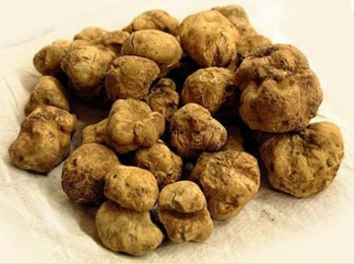 il-pregevole-tartufo-dalba-e1348644090275