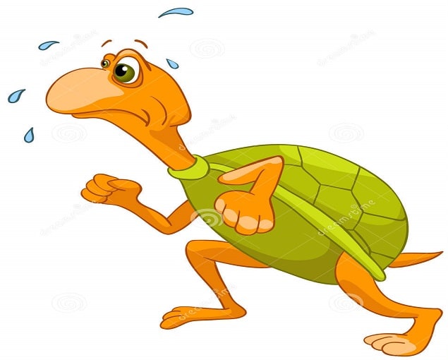 tartaruga