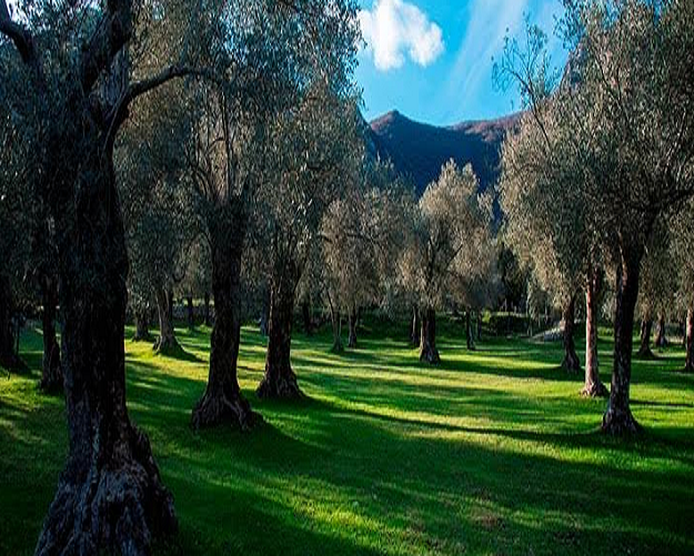 oliveto