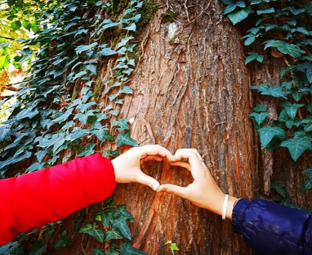 alberi