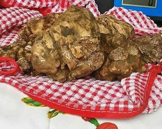 S.Pietro Avellana (Isernia) - il tartufo bianco pregiato di S.Pietro Avellana