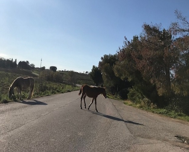Termoli (Campobasso), sulla strada provinciale cavalli liberi