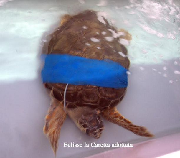 tartaruga