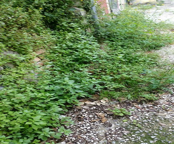 Venafro via Caserta 4