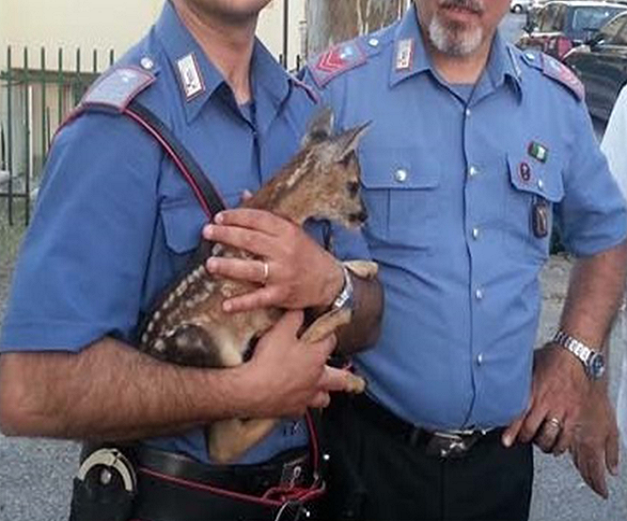 carabinieri salavo cerbiatto