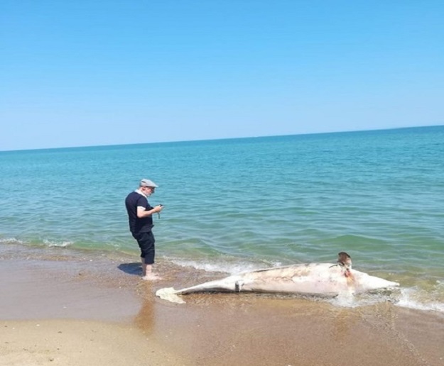 Campomarino (Campobasso) - delfino spiaggiato