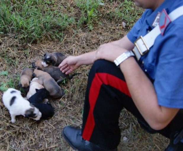 cuccioli abbandonati - carabinieri
