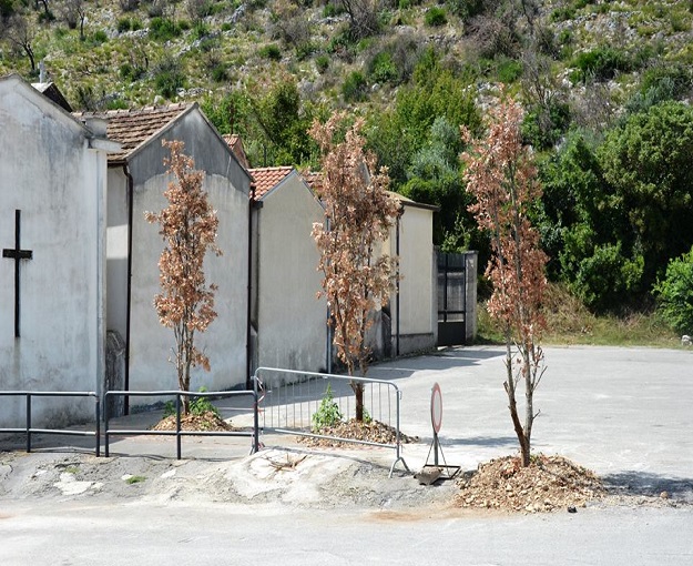 cipressa antistante il cimitero di Pozzilli