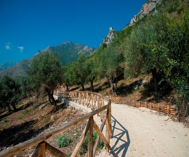 camminta tra gli olivi