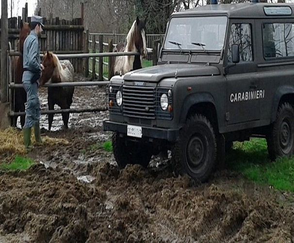 Is - CC-Forestale sequestro cavallo