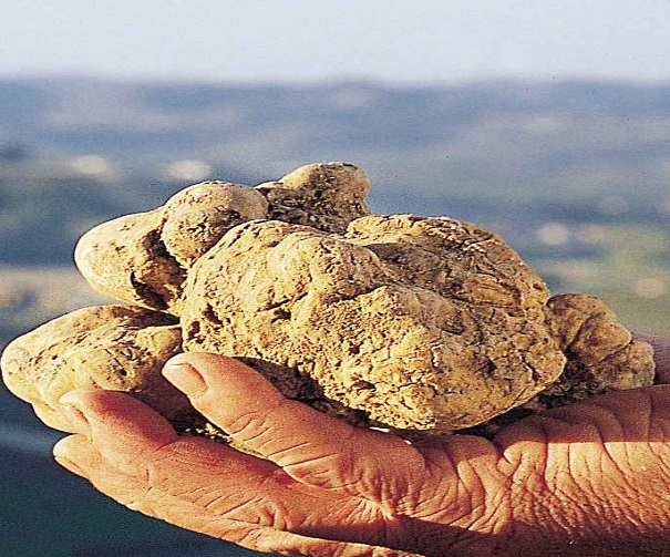 tartufo-bianco