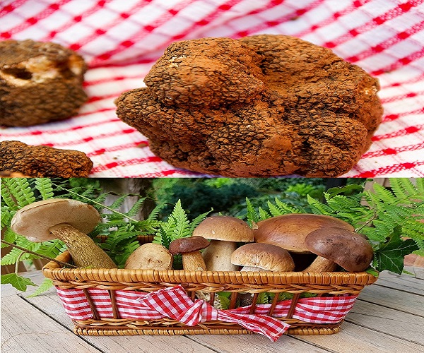 tarfufi-funghi