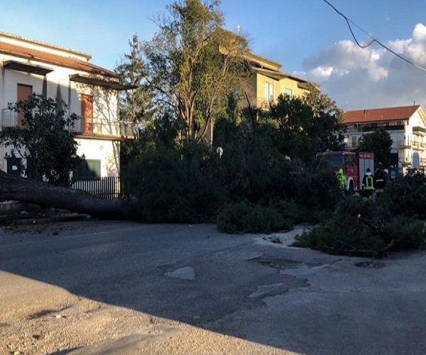 albero caduto
