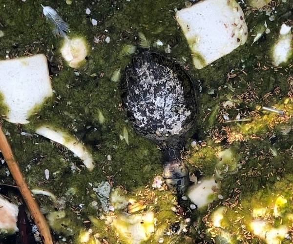 tartarughe