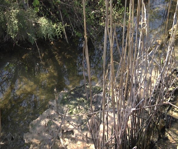 fiume carpino4