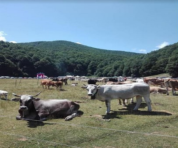 festa del pastore