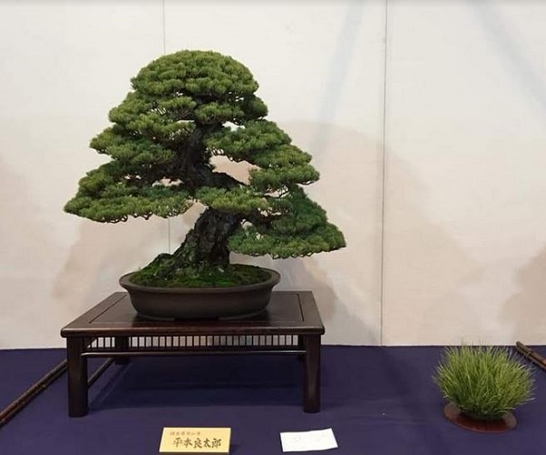 bonsai