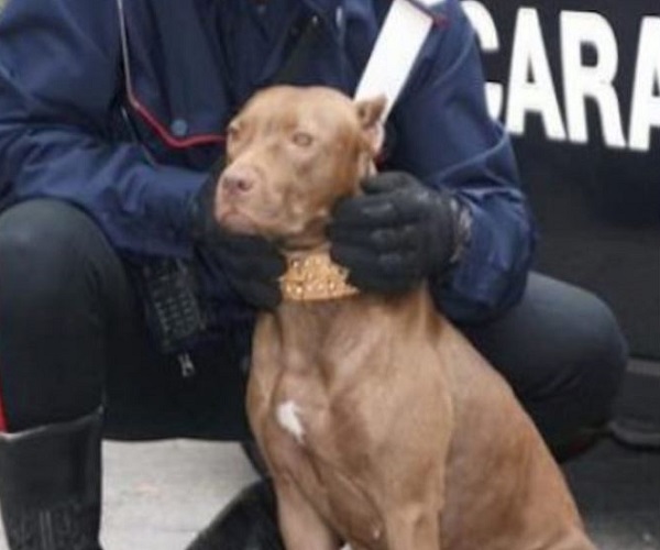carabinieri isernia