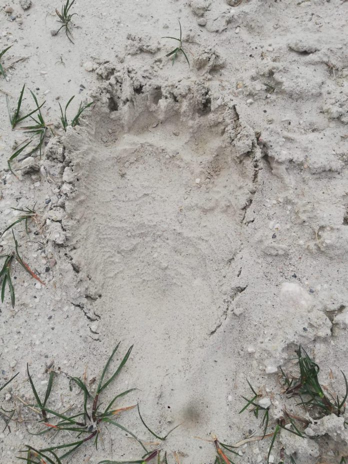 Impronta orso Lucito