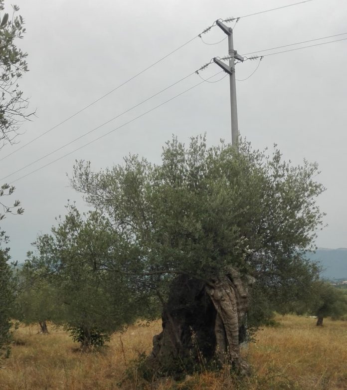 IMG-20210725-WA0010