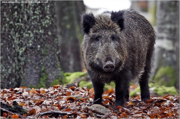cinghiale-636rvabfgp2dgqq0u5qz5zttugj0n6e6vz7q1tttm0v