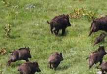 CINGHIALI: COLDIRETTI MOLISE, NON C’E’ PIU’ TEMPO – SUBITO IL PIANO STRAORDINARIO DI GESTIONE EX ART. 19-TER