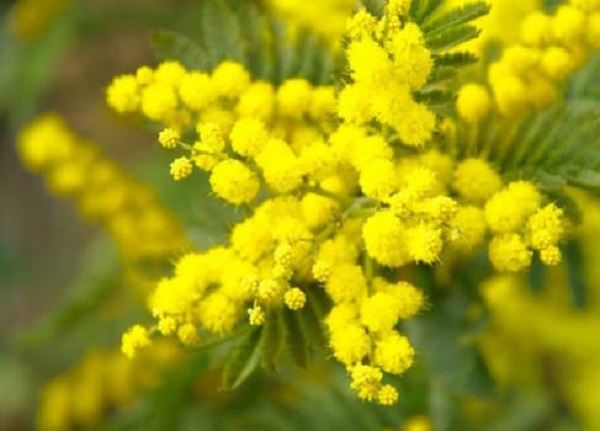 mimosa