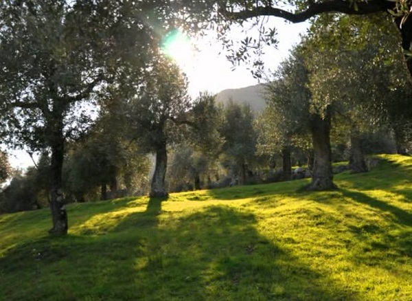 Parco dell’Ulivo di Venafro