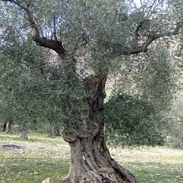 olivi-venafro-3