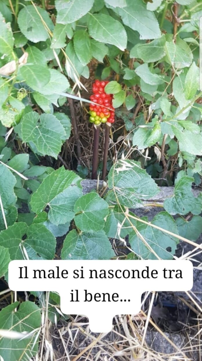 pensiero don emilio 24 ottobre