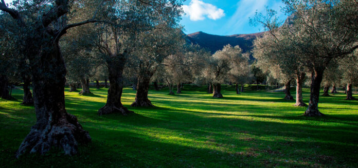 parco dell'olivo