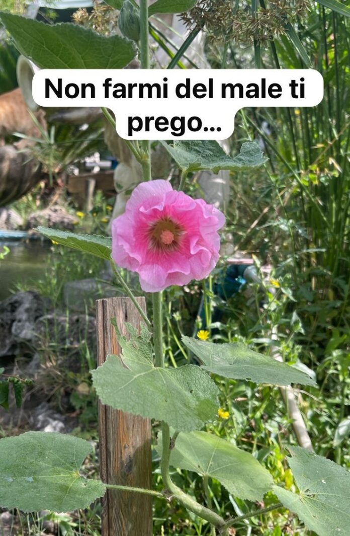 don emilio 8 luglio