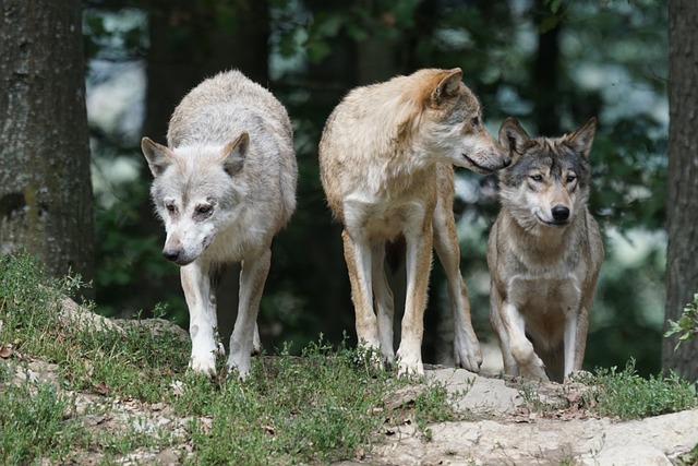 timber-wolves-907680_640